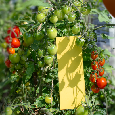 HaveVærn Budget - pakkeløsning mod insekter i haven