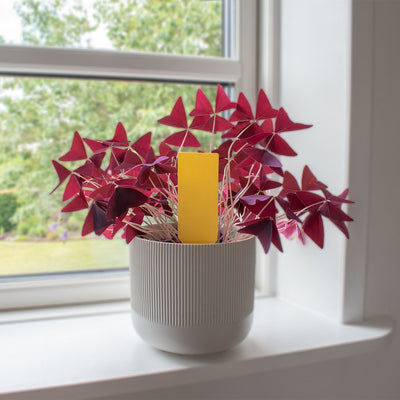 SafeTrap plantelimfælde Mod skadelige insekter (x6)