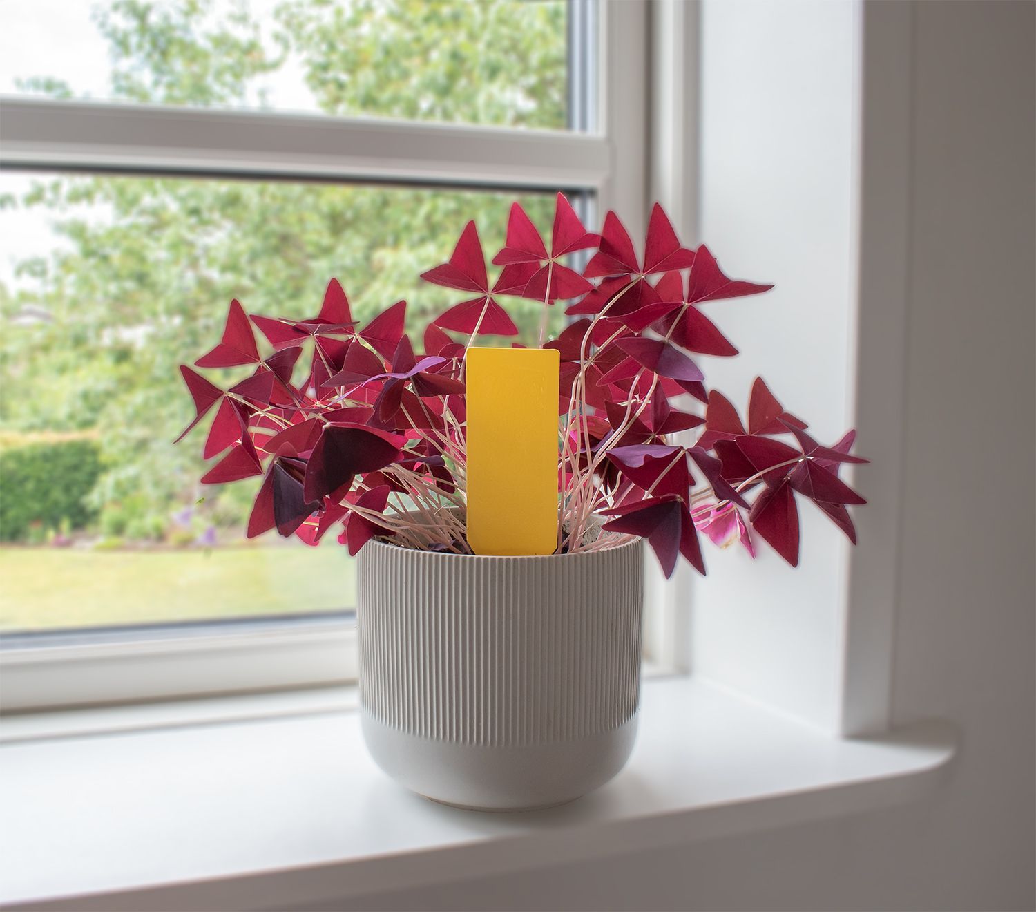 SafeTrap plantelimfælde Mod skadelige insekter (x6)